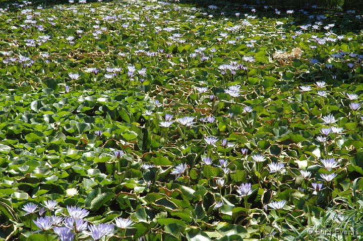 DSC_1025.JPG - Water Lilies